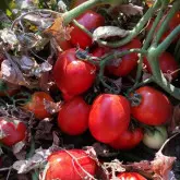 Seminte tomate Barnum F1