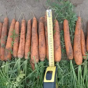 Seminte morcovi Lanceros F1