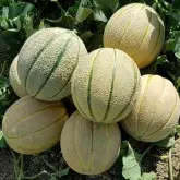 Seminte pepene galben Zingaro F1