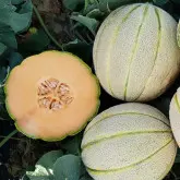 Seminte pepene galben Zingaro F1