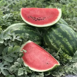 Pepene verde Macarena F1