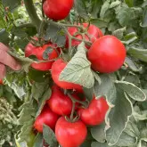 Seminte tomate Miko F1
