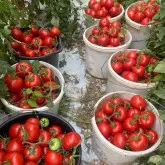 Seminte tomate Miko F1