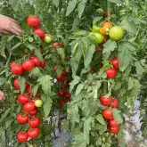 Seminte tomate Miko F1