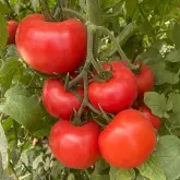 Seminte tomate Miko F1