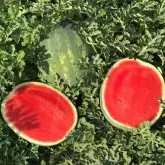 Seminte pepene verde CRX 10809 F1