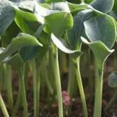 Seminte portaltoi Basco F1