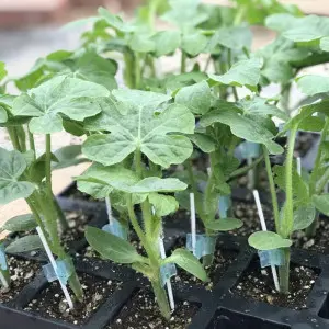 Seminte portaltoi Panama F1