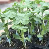 Seminte portaltoi Panama F1