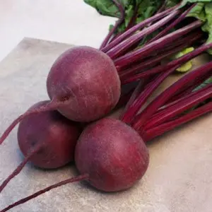 Seminte sfecla rosie Privilege F1