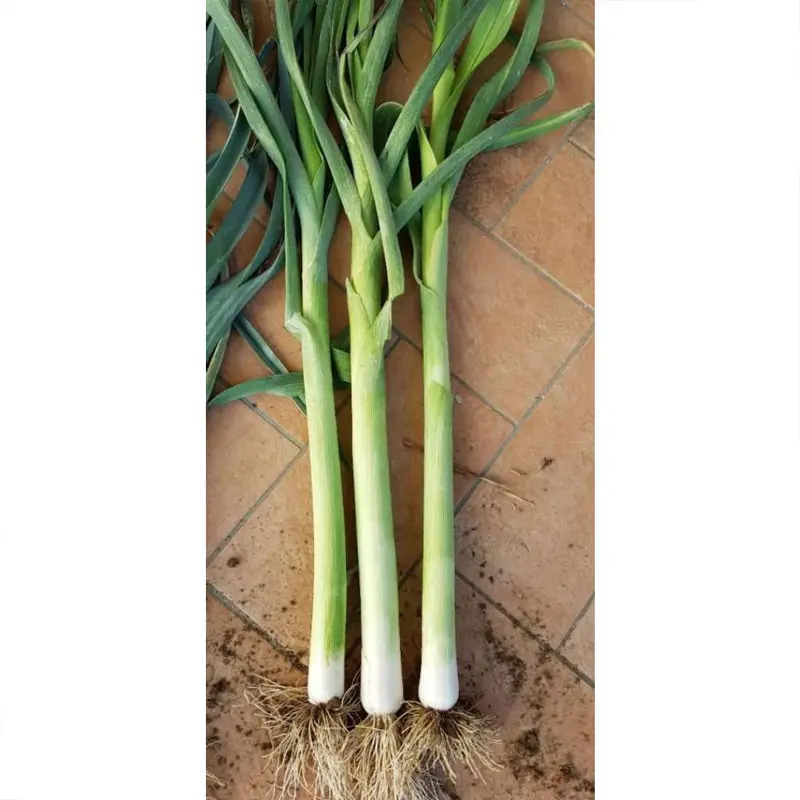 Seminte praz CRX 3509 F1