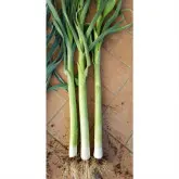 Seminte praz CRX 3509 F1