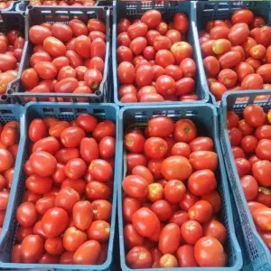 Seminte tomate Pink Soul F1 reanalizat