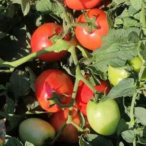 Seminte tomate Pink Soul F1 reanalizat