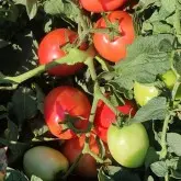 Seminte tomate Pink Soul F1 reanalizat