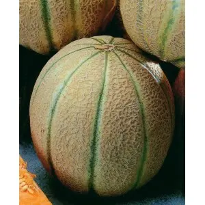 Seminte pepene galben Retato Degli Ortolani Mercurio D’oro