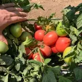 Seminte tomate Pink Soul F1 reanalizat