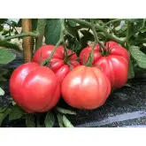 Seminte tomate Espada F1