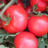 Seminte tomate Compass F1