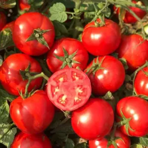 Seminte tomate Compass F1