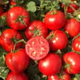 Seminte tomate Compass F1