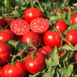 Seminte tomate Compass F1