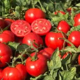Seminte tomate Compass F1