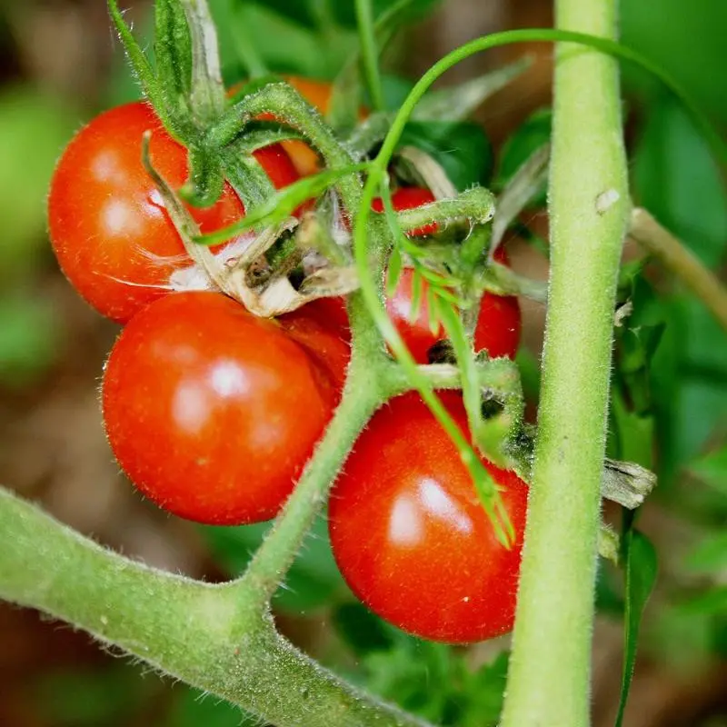 Seminte tomate Intrigo F1