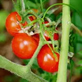 Seminte tomate Intrigo F1