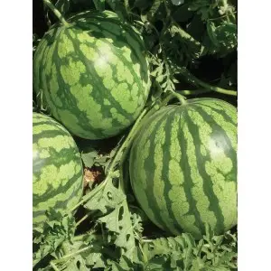 Seminte pepene verde Crimson Sweet Mercurio D’oro