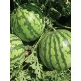 Seminte pepene verde Crimson Sweet Mercurio D’oro