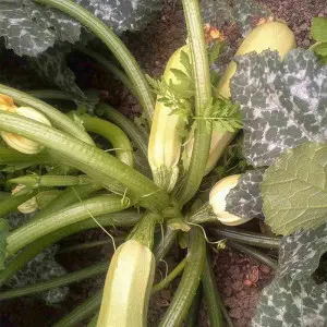 Seminte dovlecel Albo F1