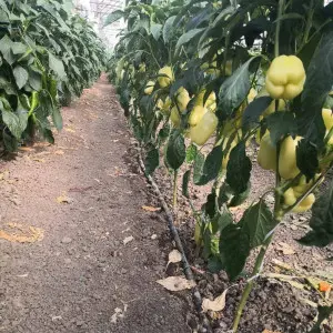 Seminte ardei Eneide F1