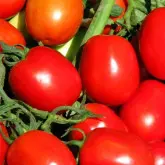 Seminte tomate Kero F1