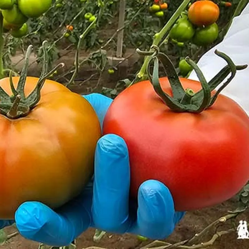 Seminte tomate Faladi F1