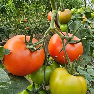 Seminte tomate Faladi F1