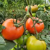 Seminte tomate Faladi F1