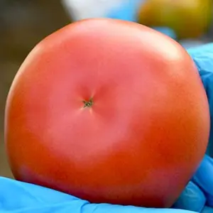 Seminte tomate Faladi F1