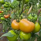 Seminte tomate Faladi F1