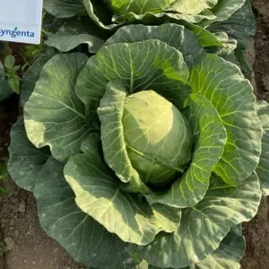 Seminte varza Senna F1