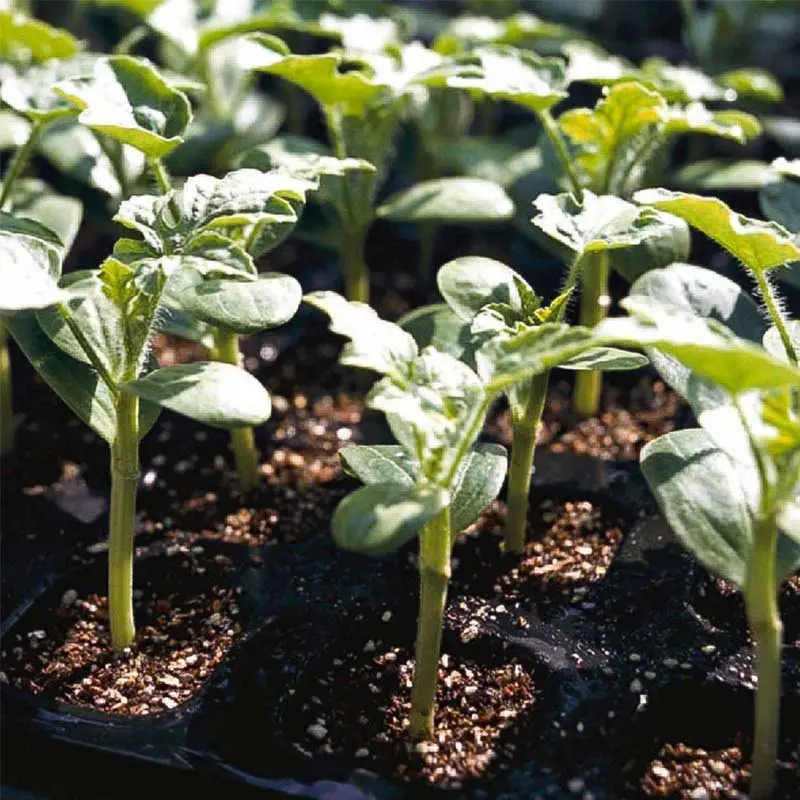 Seminte portaltoi Tetsukabuto F1