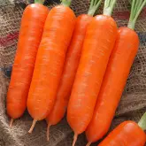 Seminte morcov Gladius F1