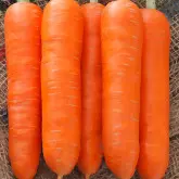 Seminte morcov Gladius F1