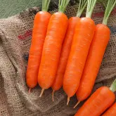 Seminte morcov Gladius F1