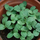 Seminte portaltoi Consista F1 (TI-158)