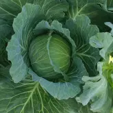 Seminte varza Grand K-K Cross F1