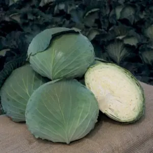 Seminte varza Grand K-K Cross F1