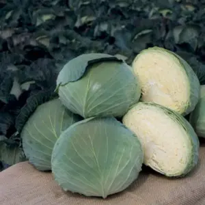 Seminte varza Grand K-K Cross F1