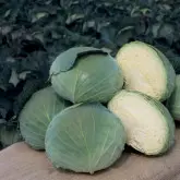 Seminte varza Grand K-K Cross F1