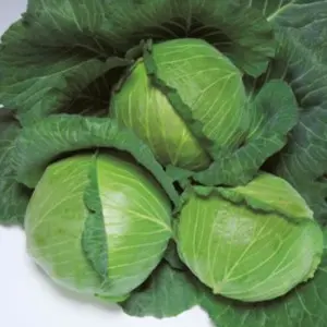 Seminte varza Grand K-K Cross F1